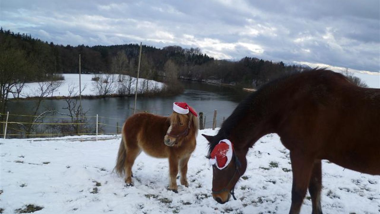 Pferde im Winter Pferde im Winter